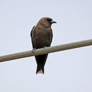 Artamus cyanopterus at Fyshwick, ACT - 16 Feb 2019