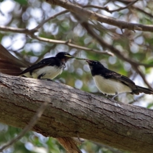 Rhipidura leucophrys at Fyshwick, ACT - 16 Feb 2019