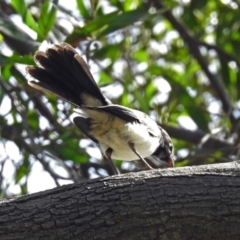 Rhipidura leucophrys at Fyshwick, ACT - 16 Feb 2019