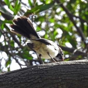 Rhipidura leucophrys at Fyshwick, ACT - 16 Feb 2019 10:53 AM