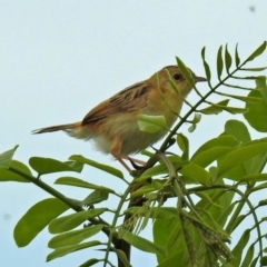 Cisticola exilis (Golden-headed Cisticola) at Fyshwick, ACT - 16 Feb 2019 by RodDeb