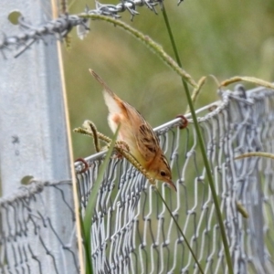 Cisticola exilis at Fyshwick, ACT - 16 Feb 2019 12:53 PM