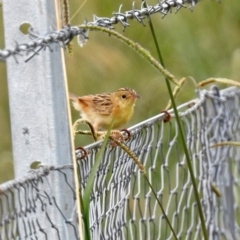 Cisticola exilis at Fyshwick, ACT - 16 Feb 2019 12:53 PM