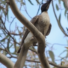 Philemon corniculatus (Noisy Friarbird) at Rob Roy Range - 12 Jan 2019 by michaelb