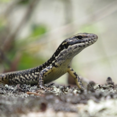 Eulamprus heatwolei (Yellow-bellied Water Skink) at Rendezvous Creek, ACT - 16 Feb 2019 by KShort