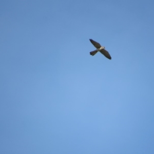 Falco cenchroides at Rendezvous Creek, ACT - 16 Feb 2019