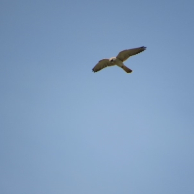 Falco cenchroides (Nankeen Kestrel) at Rendezvous Creek, ACT - 16 Feb 2019 by KShort