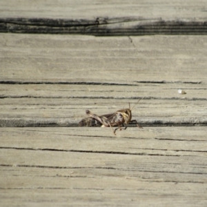 Gastrimargus musicus at Rendezvous Creek, ACT - 16 Feb 2019 10:39 AM