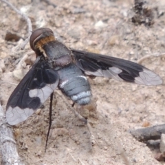 Balaana sp. (genus) (Bee Fly) at Conder, ACT - 12 Jan 2019 by michaelb