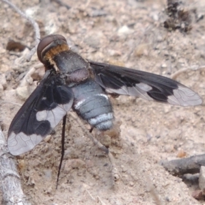 Balaana sp. (genus) at Conder, ACT - 12 Jan 2019