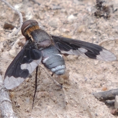 Balaana sp. (genus) (Bee Fly) at Conder, ACT - 12 Jan 2019 by MichaelBedingfield