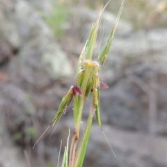 Cymbopogon refractus (Barbed-wire Grass) at Conder, ACT - 12 Jan 2019 by michaelb