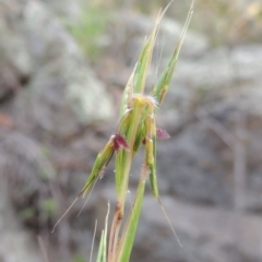 Cymbopogon refractus (Barbed-wire Grass) at Conder, ACT - 12 Jan 2019 by MichaelBedingfield