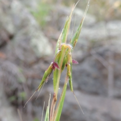 Cymbopogon refractus (Barbed-wire Grass) at Conder, ACT - 12 Jan 2019 by MichaelBedingfield