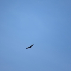 Circus approximans (Swamp Harrier) at Rendezvous Creek, ACT - 16 Feb 2019 by KShort