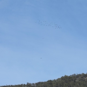 Circus approximans at Rendezvous Creek, ACT - 16 Feb 2019