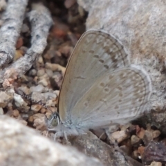 Zizina otis (Common Grass-Blue) at Conder, ACT - 12 Jan 2019 by MichaelBedingfield