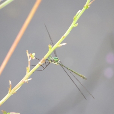 Synlestes weyersii (Bronze Needle) at Rendezvous Creek, ACT - 16 Feb 2019 by KShort