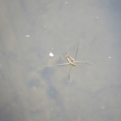 Gerridae (family) (Unidentified water strider) at Rendezvous Creek, ACT - 16 Feb 2019 by KShort