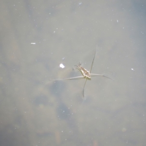 Gerridae (family) at Rendezvous Creek, ACT - 16 Feb 2019 12:20 PM