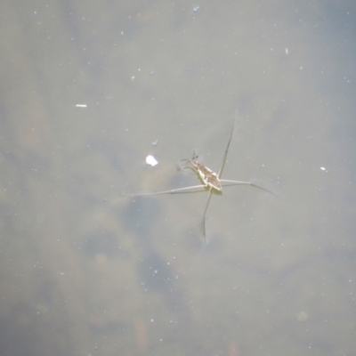 Gerridae (family) (Unidentified water strider) at Rendezvous Creek, ACT - 16 Feb 2019 by KShort