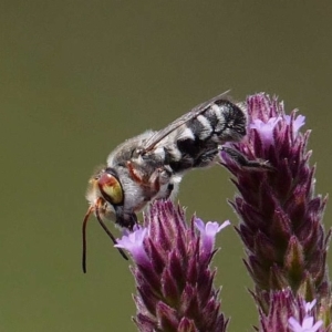 Megachile aurifrons at Paddys River, ACT - 16 Feb 2019 02:13 PM