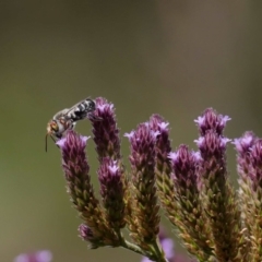 Megachile aurifrons at Paddys River, ACT - 16 Feb 2019