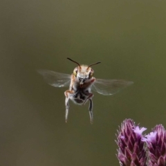 Megachile aurifrons at Paddys River, ACT - 16 Feb 2019 02:13 PM