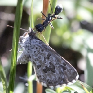 Lucia limbaria at Coree, ACT - 12 Feb 2019 08:43 AM