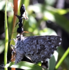 Lucia limbaria at Coree, ACT - 12 Feb 2019 08:43 AM