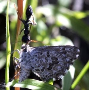 Lucia limbaria at Coree, ACT - 12 Feb 2019 08:43 AM