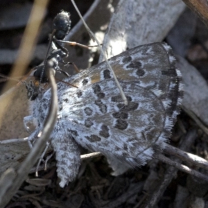 Lucia limbaria at Coree, ACT - 12 Feb 2019 08:43 AM