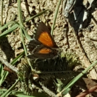 Lucia limbaria (Chequered Copper) at O'Malley, ACT - 16 Feb 2019 by Mike