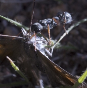 Myrmecia sp., pilosula-group at Coree, ACT - 12 Feb 2019 08:43 AM