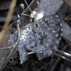 Myrmecia sp., pilosula-group at Coree, ACT - 12 Feb 2019 08:43 AM