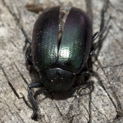 Chalcopteroides columbinus (Rainbow darkling beetle) at Wee Jasper, NSW - 7 Feb 2019 by JudithRoach