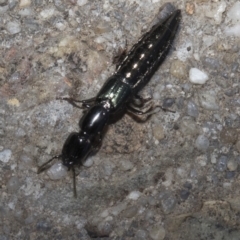 Staphylinidae (family) (Rove beetle) at Spence, ACT - 3 Feb 2019 by JudithRoach