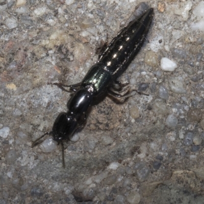 Staphylinidae (family) (Rove beetle) at Spence, ACT - 3 Feb 2019 by JudithRoach
