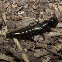 Staphylinidae (family) at Spence, ACT - 3 Feb 2019 06:06 PM