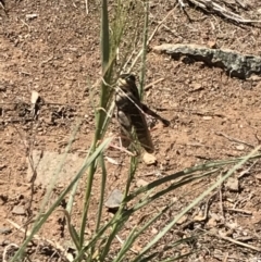 Gastrimargus musicus (Yellow-winged Locust or Grasshopper) at Griffith, ACT - 17 Feb 2019 by ianandlibby1