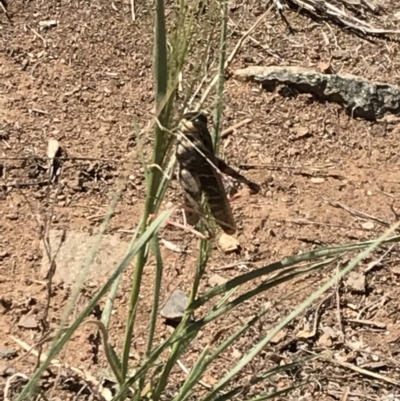 Gastrimargus musicus (Yellow-winged Locust or Grasshopper) at Griffith, ACT - 17 Feb 2019 by ianandlibby1