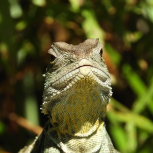 Intellagama lesueurii howittii at Acton, ACT - 11 Feb 2019 01:02 PM