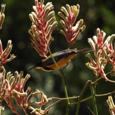 Acanthorhynchus tenuirostris (Eastern Spinebill) at Acton, ACT - 11 Feb 2019 by MatthewFrawley