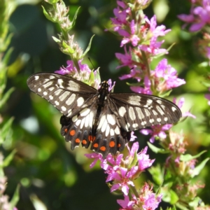 Papilio anactus at Acton, ACT - 11 Feb 2019 01:19 PM