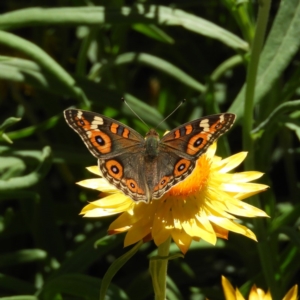 Junonia villida at Acton, ACT - 11 Feb 2019 02:20 PM