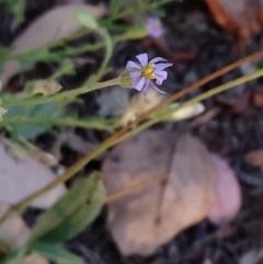 Vittadinia cuneata var. cuneata at Kambah, ACT - 13 Feb 2019