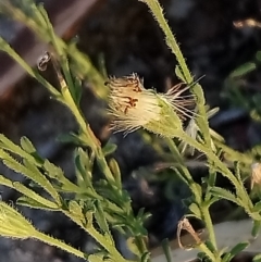 Vittadinia cuneata var. cuneata at Kambah, ACT - 13 Feb 2019