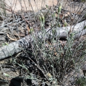 Vittadinia gracilis at Kambah, ACT - 14 Feb 2019