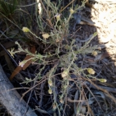 Vittadinia gracilis at Kambah, ACT - 14 Feb 2019 11:00 AM