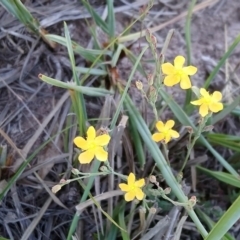 Hypericum gramineum (Small St Johns Wort) at Torrens, ACT - 13 Feb 2019 by RosemaryRoth